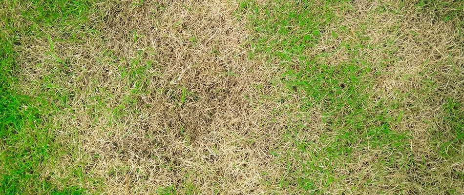 Brown patch lawn disease found in a client's lawn in Wells, MI.