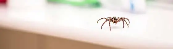 A spider crawling across a bathroom counter in Escanaba, Michigan.